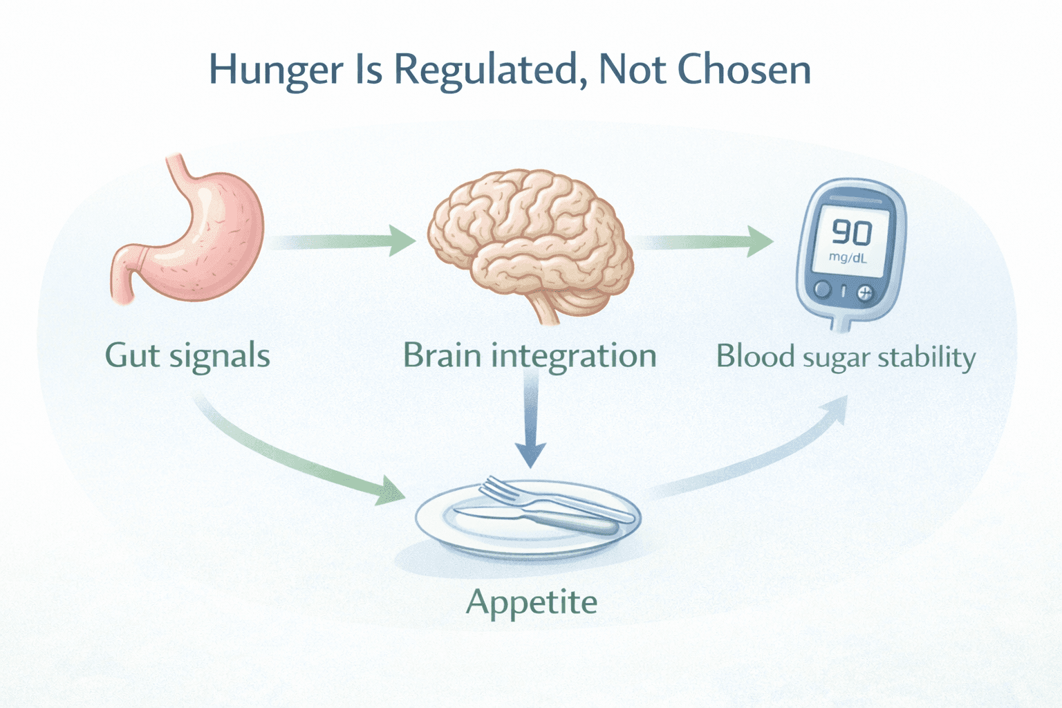 Diagram showing how gut signals, brain integration, and blood sugar stability regulate appetite through a coordinated feedback loop