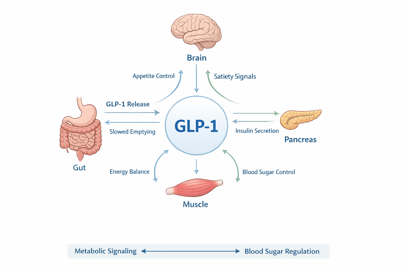 Circular diagram showing GLP-1 at the center connecting to the brain (appetite control, satiety signals), gut (GLP-1 release, slowed emptying), pancreas (insulin secretion), and muscle (energy balance, blood sugar control)