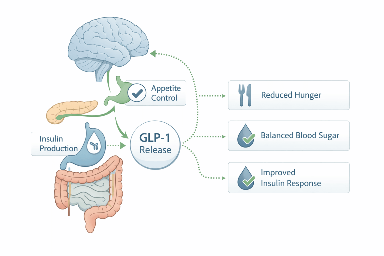 Diagram showing how GLP-1 release connects to appetite control in the brain and insulin production in the pancreas, resulting in reduced hunger, balanced blood sugar, and improved insulin response